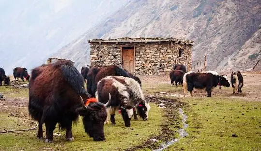 Yak Kharka in Manaslu Region image