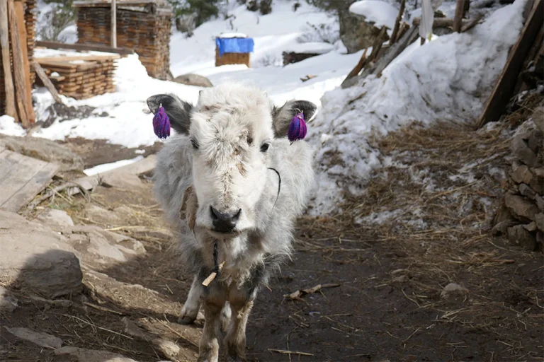 Hidden Himalayan Villages Trek