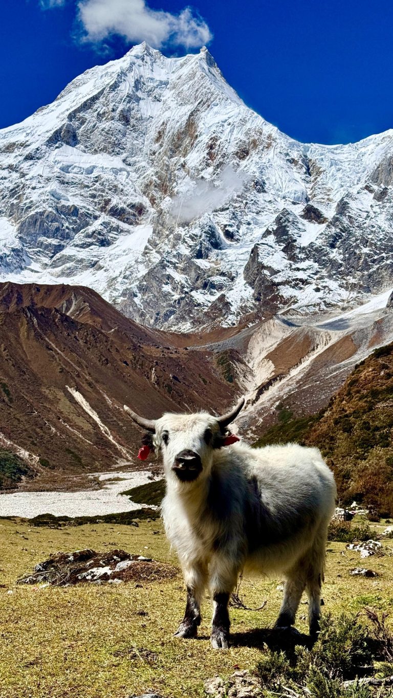 Himalayan yak with Mt. Manaslu mountain view on the Short Manaslu Circuit Trek route.